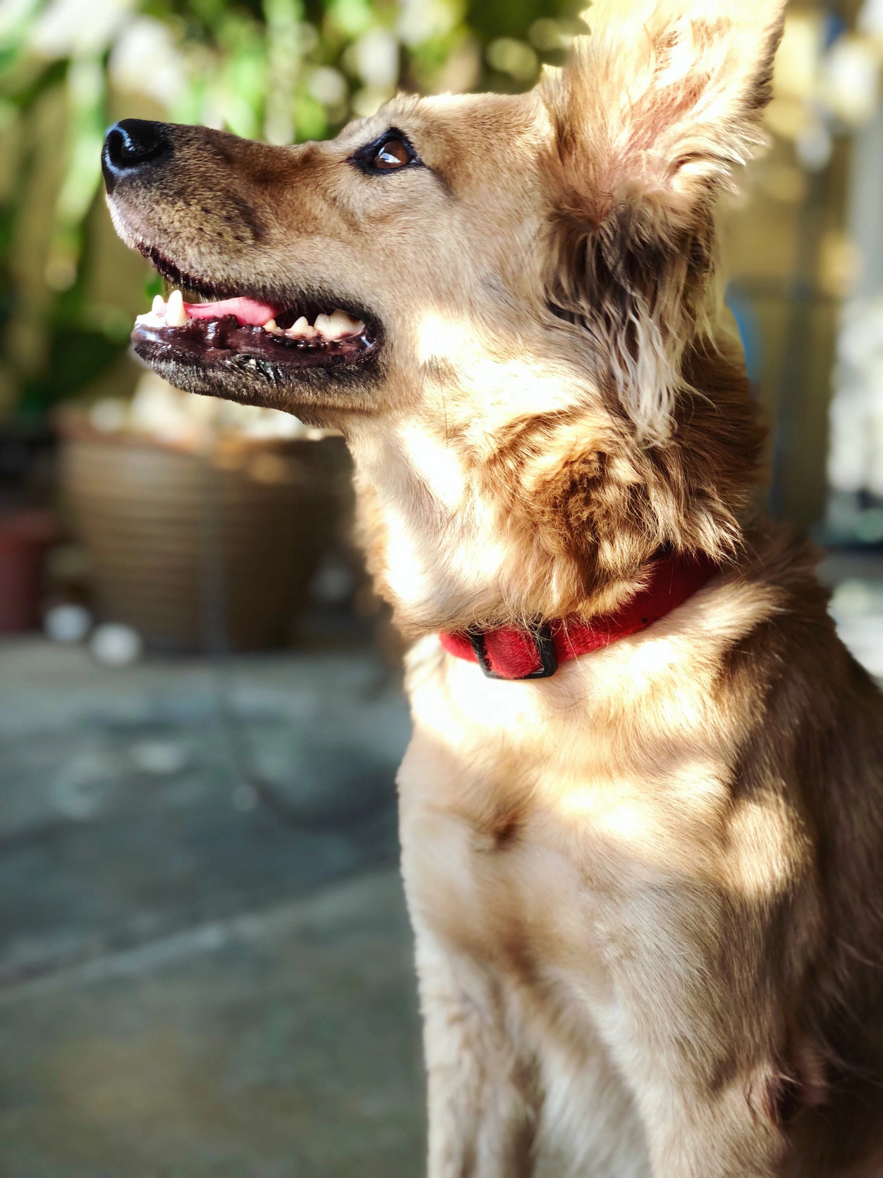 Collars & Leads